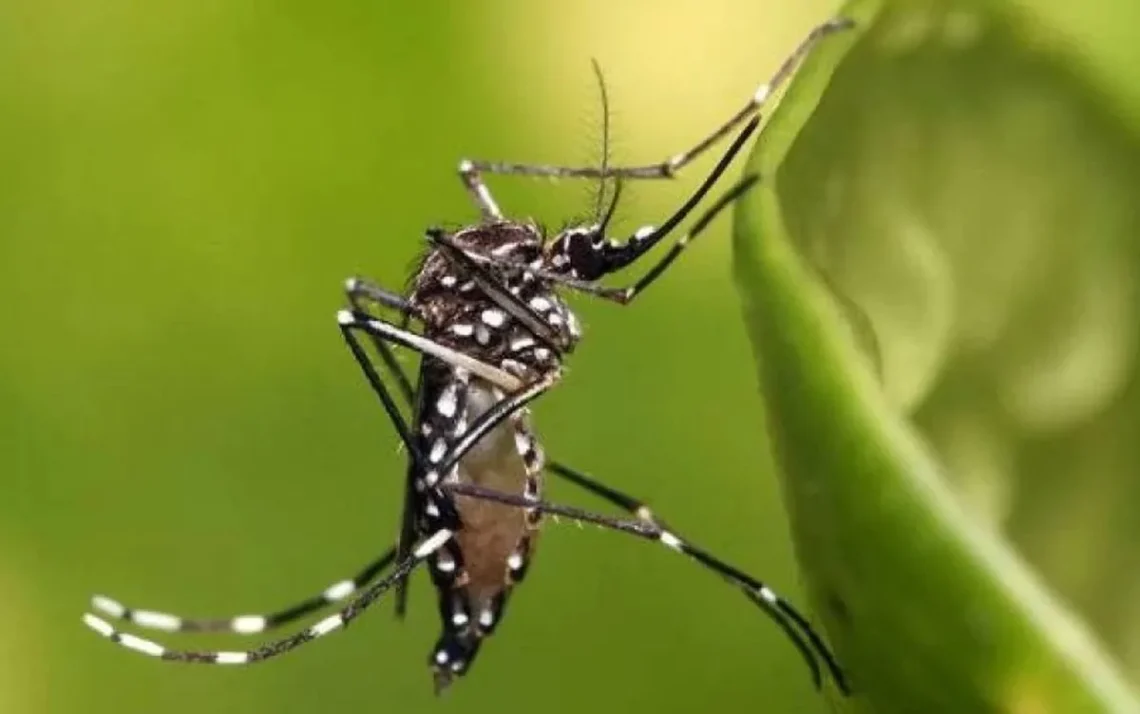 epidemia de dengue, doença transmitida pelo Aedes aegypti