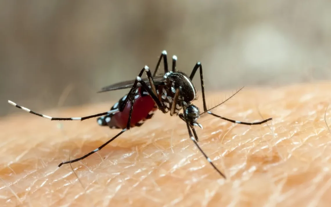 doença transmitida por mosquito