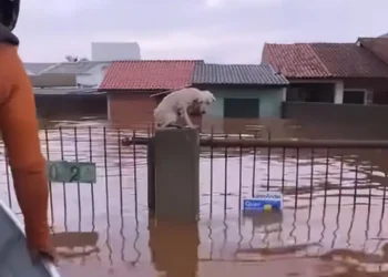 cães, gatos;