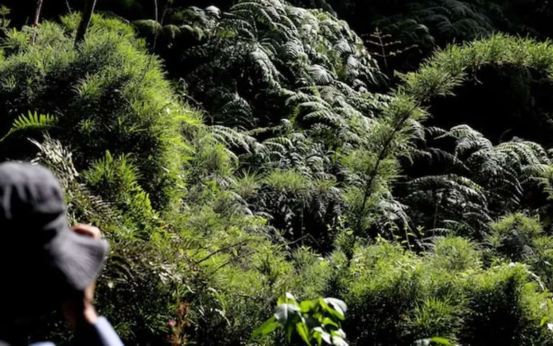 Mata, Mata das Araucárias, Floresta Tropical Úmida, Floresta Brasileira;